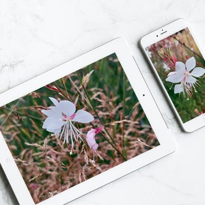 May include: A white tablet and a white smartphone both displaying a close-up photo of a white flower with pink accents in a field of green grass and brown reeds. The text "The Value of Good..." is visible at the bottom of the tablet screen.