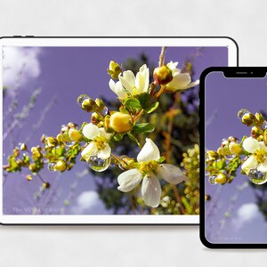 May include: A close-up of white flowers with yellow centers and green leaves, with raindrops on the petals. The flowers are against a purple sky with white clouds.