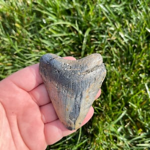 3.09” Megalodon Tooth | Real Fossilized Extinct Megalodon Tooth | No Restoration 100% natural