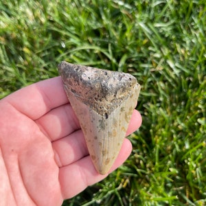 3.09” Megalodon Tooth | Real Fossilized Extinct Megalodon Tooth | No Restoration 100% natural