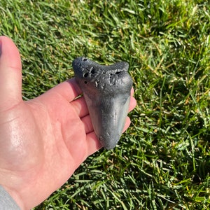 4.20” Megalodon Tooth | Real Fossilized Extinct Megalodon Tooth | No Restoration 100% natural