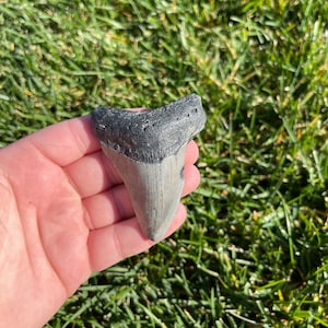 3.09” Megalodon Tooth | Real Fossilized Extinct Megalodon Tooth | No Restoration 100% natural
