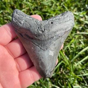 Authentic 3.74” Megalodon Tooth | Real Fossilized Extinct Megalodon Tooth | No Restoration 100% natural