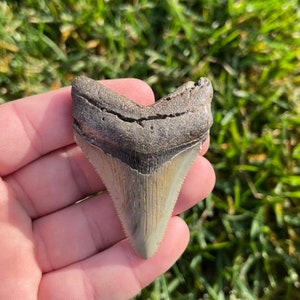 2.55” Megalodon Tooth | Real Fossilized Extinct Megalodon Tooth | No Restoration 100% natural