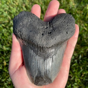 Authentic 5.17” Megalodon Tooth | Fossilized Megalodon Tooth | No Restoration | All Natural