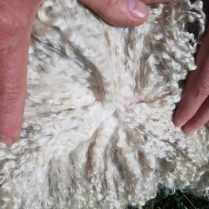May include: Close-up of a white sheep's fleece, showing the soft, curly texture of the wool.