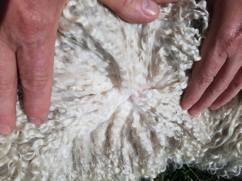 May include: Close-up of a white sheep's fleece, showing the soft, curly texture of the wool.