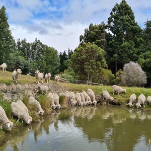 May include: A group of white goats gather around a pond to drink water. The goats are standing on a grassy hillside with trees in the background.