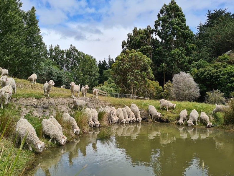 May include: A group of white goats gather around a pond to drink water. The goats are standing on a grassy hillside with trees in the background.