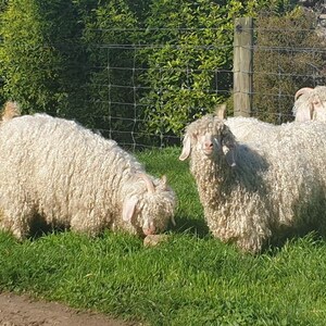 May include: Three white angora goats with long, fluffy fur stand in a grassy field. The goats are looking at the camera.