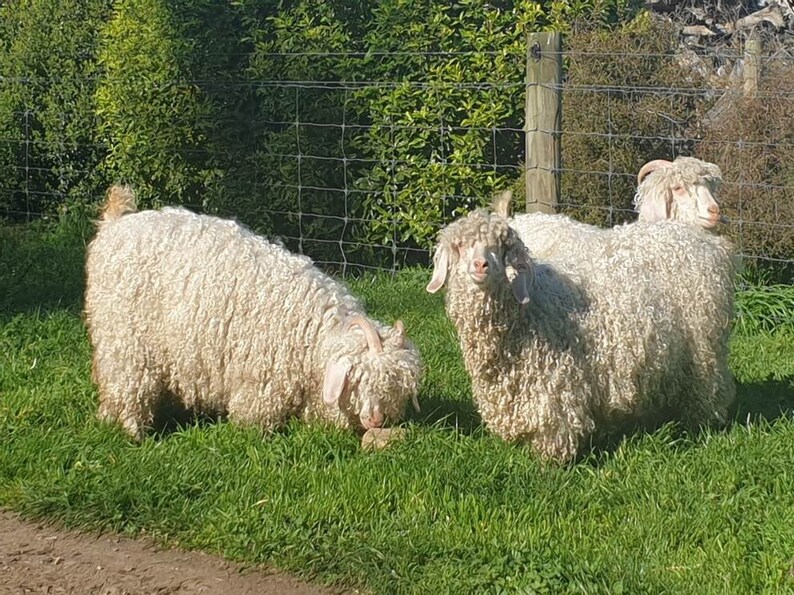 May include: Three white angora goats with long, fluffy fur stand in a grassy field. The goats are looking at the camera.