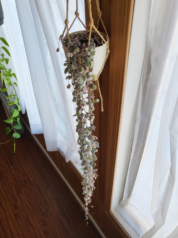 Variegated String of Hearts Etsy