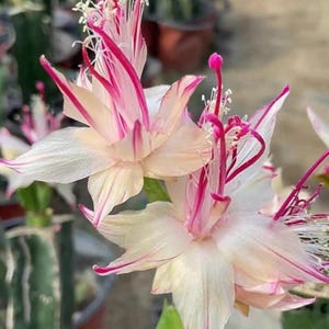 May include: Close-up of a flowering plant with white petals edged in pink. The flower has long, pink stamens and a delicate, layered appearance. The background is blurred, suggesting a garden setting.