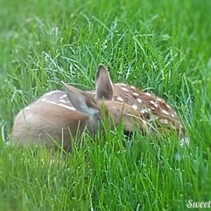 Primavera Fawn