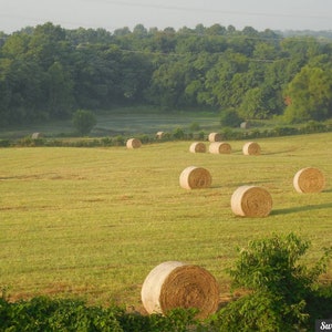 Hay Bales in Field Print