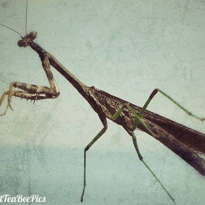 Mantis Digital Print
