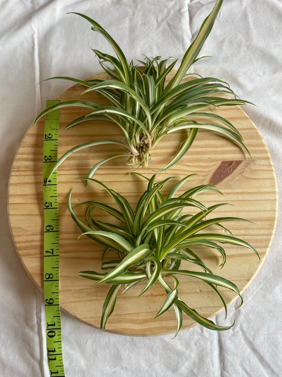 Rooted Variegated Spider Plant Cutting chlorophytum Comosum Etsy