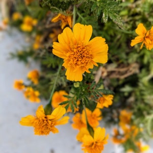 May include: Close-up of a cluster of bright yellow marigold flowers with green leaves. The flowers are in full bloom and have a delicate, ruffled appearance.