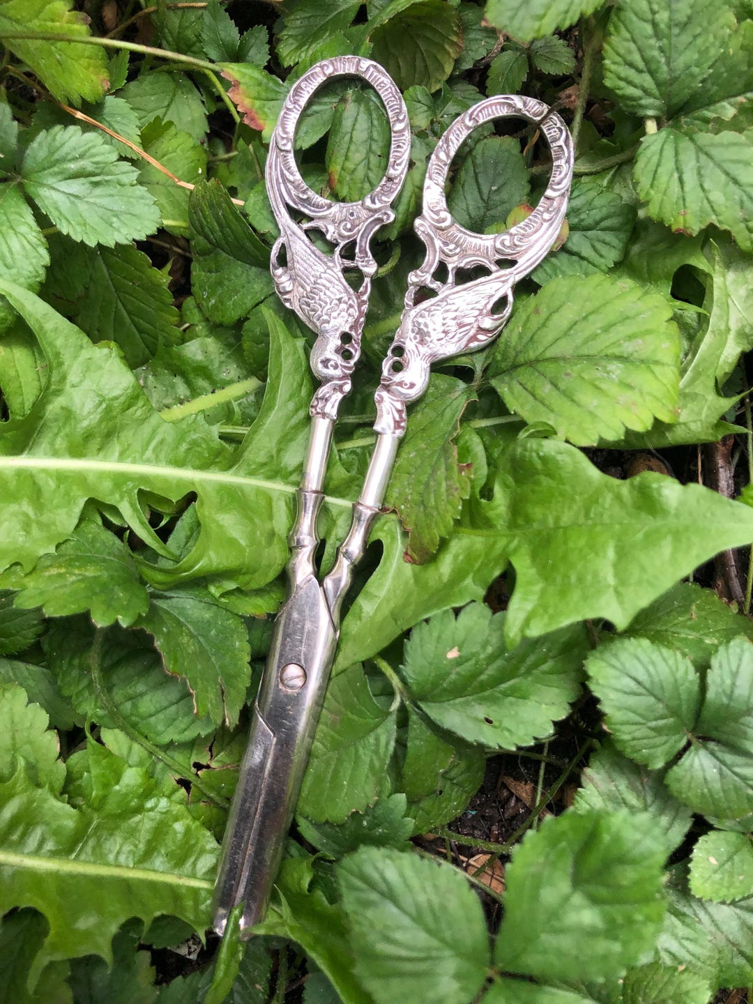 希少でユニークな銀のハサミ。19世紀のアンティークシルバー。鳥の装飾
