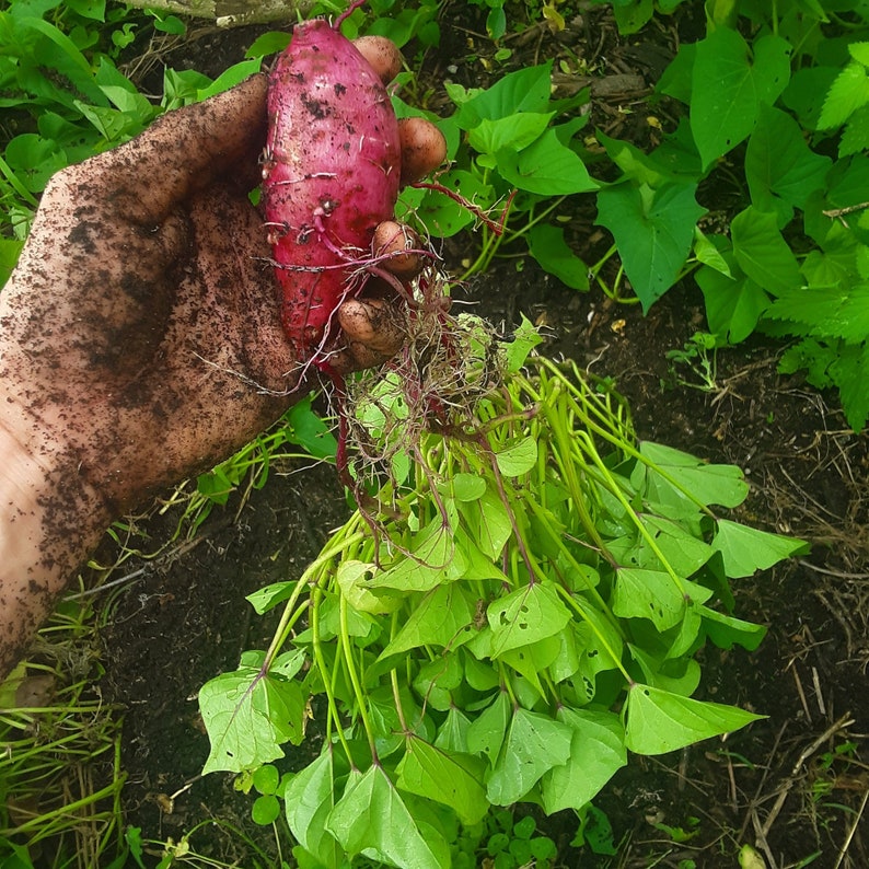 Purple Sweet Potato Slips for Planting 15 Pack Etsy