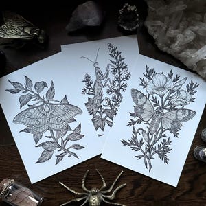 May include: Three black and white illustrations of insects on plants. The first illustration shows a moth on a branch with leaves. The second illustration shows a praying mantis on a branch with leaves and flowers. The third illustration shows a butterfly on a branch with leaves and a flower.