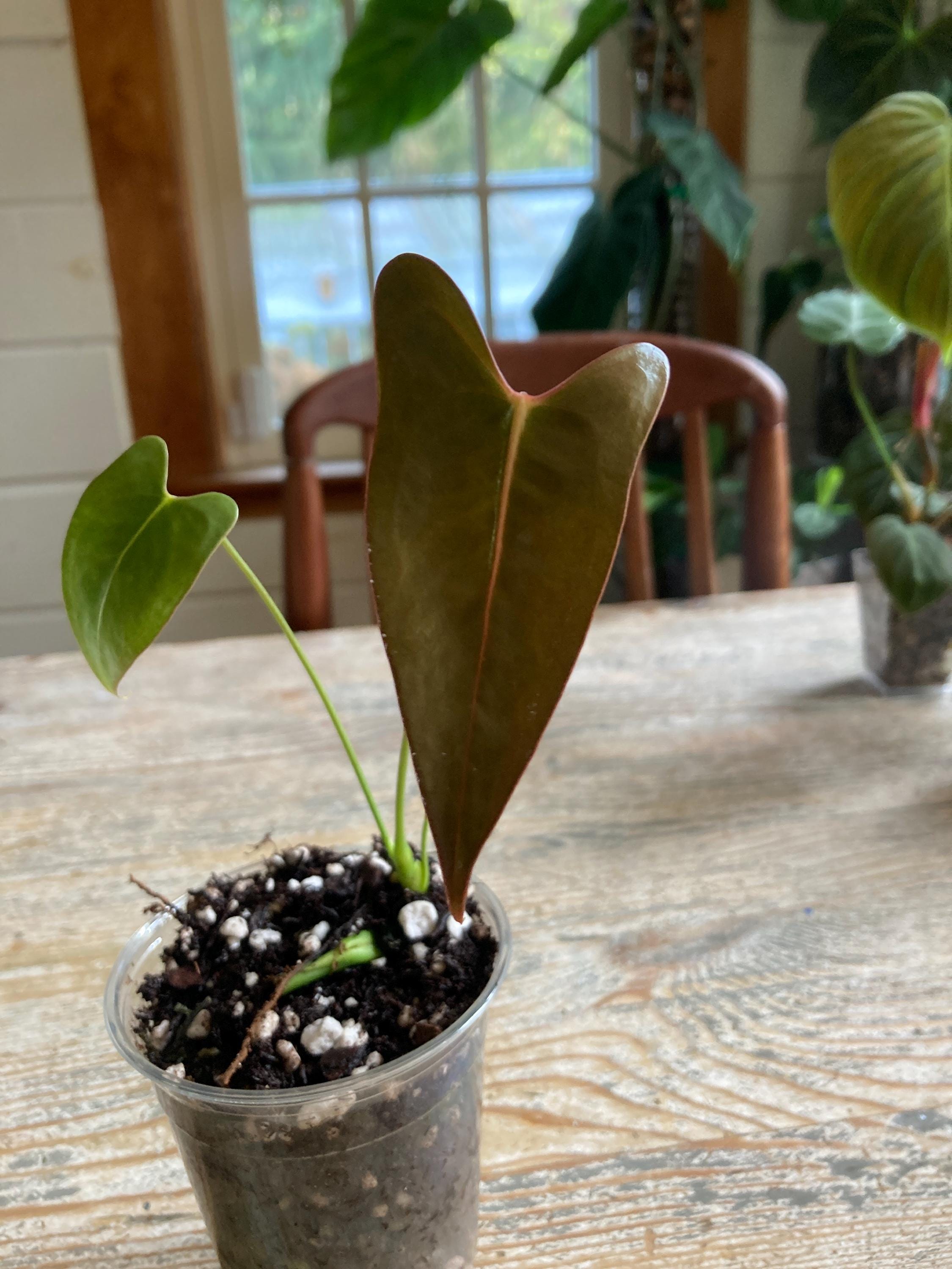 Anthurium Longissimilobum - Etsy