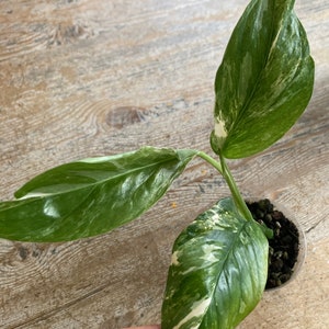 Monstera lechleriana  variegated