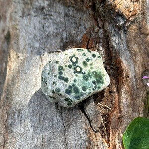 Orbicular Jasper Freeform