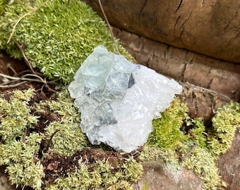 May include: A green and white fluorite crystal resting on a bed of moss and tree bark.