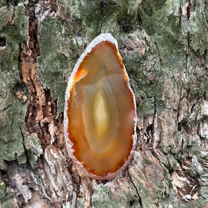 May include: A brown agate slice with a white and yellow center, resting on a rough, textured tree bark surface.