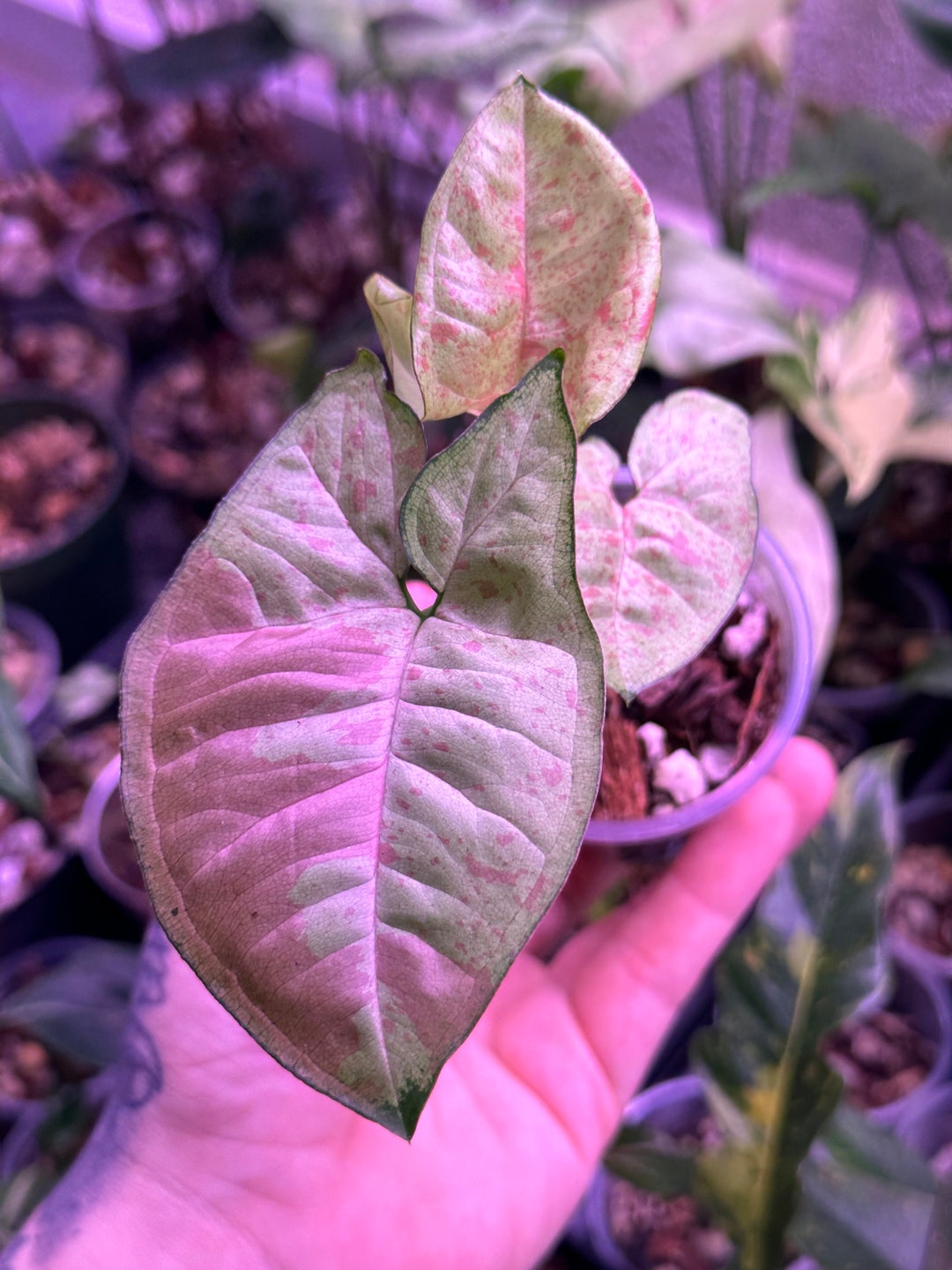 Confetti Syngonium Etsy