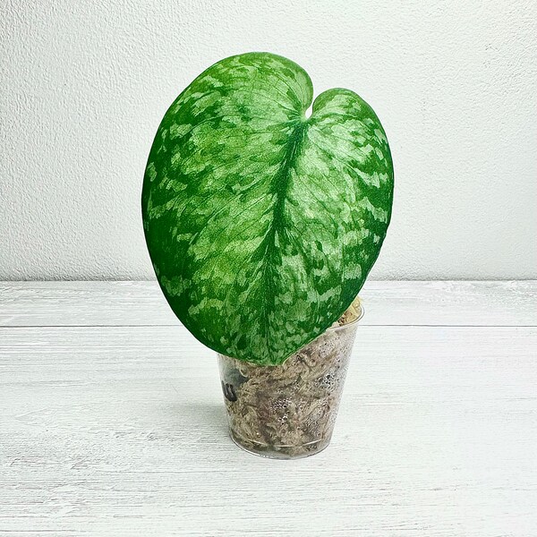 Scindapsus ‘Silver Duchess’ | Rare Collectors Plant Cutting | Variegated Houseplant | USA Seller | Exact Plant | Free Shipping