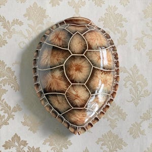 Peut inclure: Une sculpture murale en forme de carapace de tortue avec une finition brillante et polie. La carapace présente un motif segmenté dans des tons de brun, de beige et de crème, révélant un aspect texturé et fibreux dans chaque écaille.