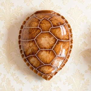 May include: A decorative wall-mounted turtle shell replica featuring a glossy, polished finish with a rich brown and golden-tan colour palette. The shell displays a segmented pattern with distinct, raised white lines separating each individual scute.