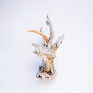 Coastal Driftwood Art: Oceanic Fish & Seaweed Sculptures for Nautical Decor