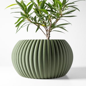 May include: A green ceramic planter with a ribbed design. The planter is round and has a wide opening. A green plant is growing in the planter.