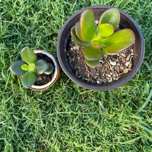 Crassula Ovata