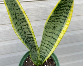 Sanseveria Laurentii