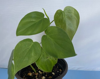 Heartleaf Philodendron