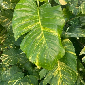 Hawaiian Pothos