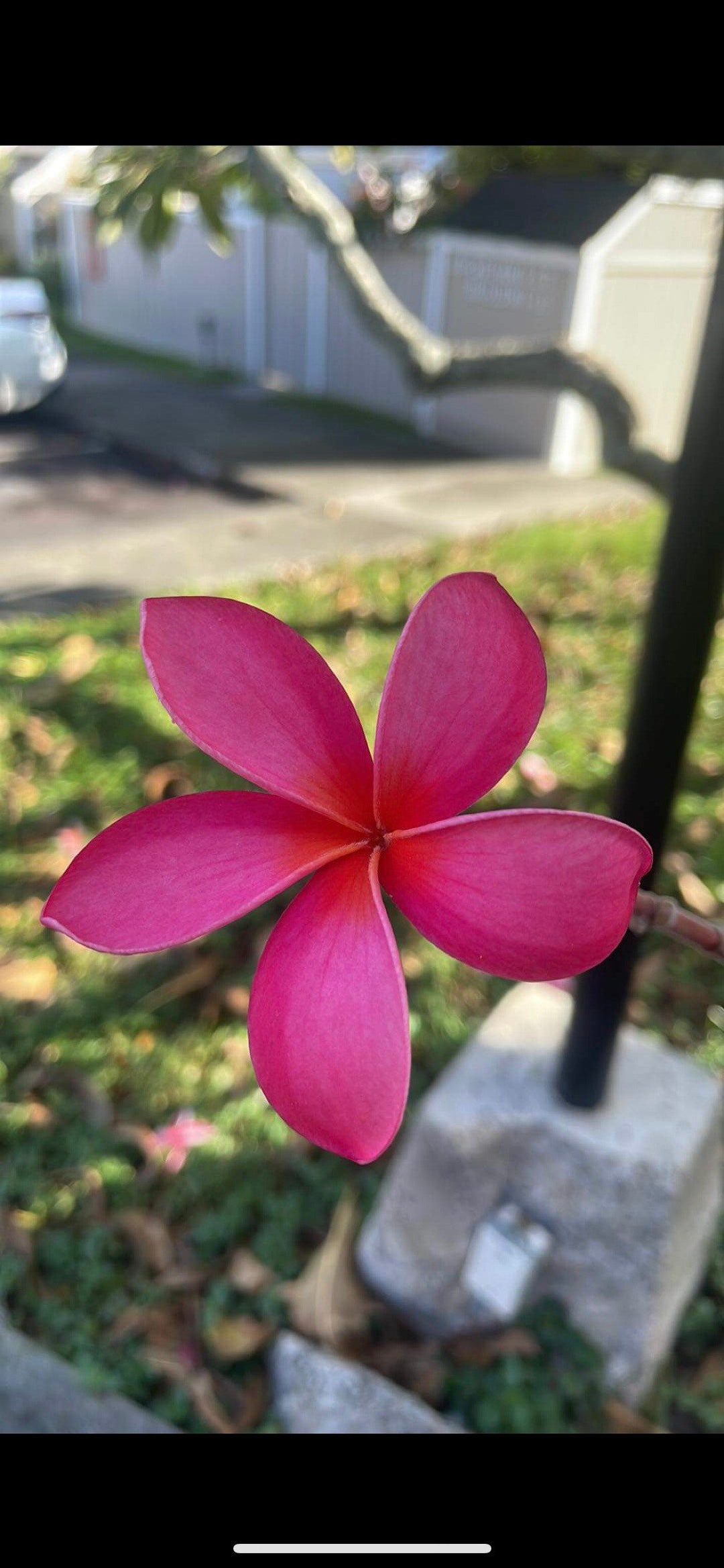 Kaneohe Sunburst Plumeria Cutting Etsy