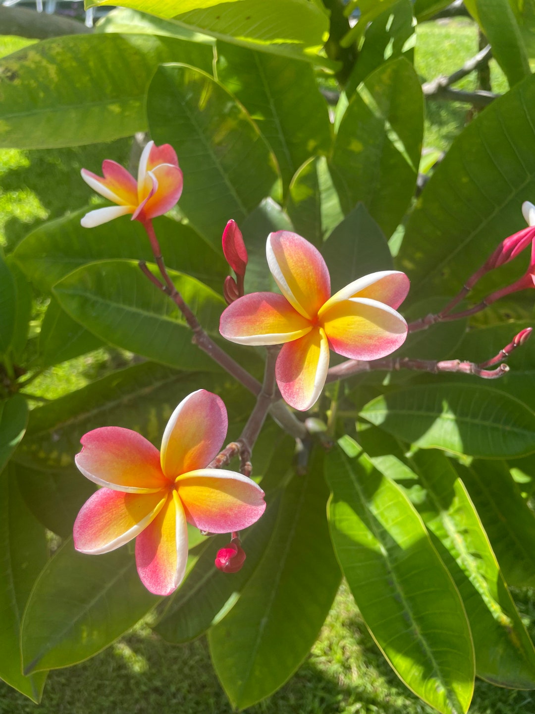 Pink Rainbow Plumeria Cutting - Etsy