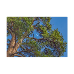 Wall Decor Nature Inspired Wall Art Forest Canvas Wall Art Canvas Artwork Outdoor Art Print Home Decor Moon Sky Art