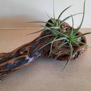 Tillandsia on driftwood