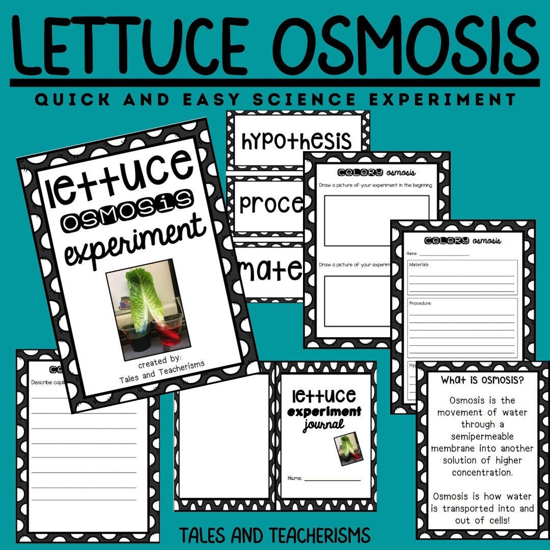 Quick and Easy Science Experiment Celery or Lettuce Osmosis Etsy