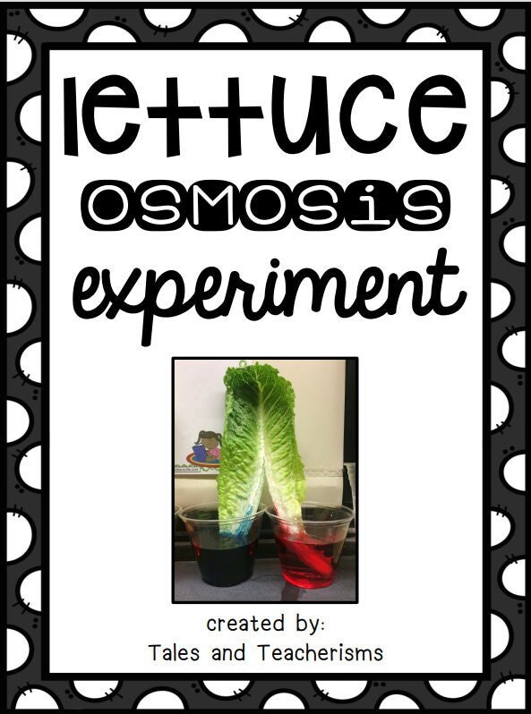 Quick and Easy Science Experiment Celery or Lettuce Osmosis Etsy
