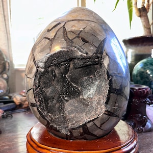 May include: A polished, egg-shaped septarian nodule featuring a smooth, grey-brown exterior with a network of dark, intersecting cracks. The center reveals a large, deep, dark-colored geode cavity filled with small, sparkling black crystals.
