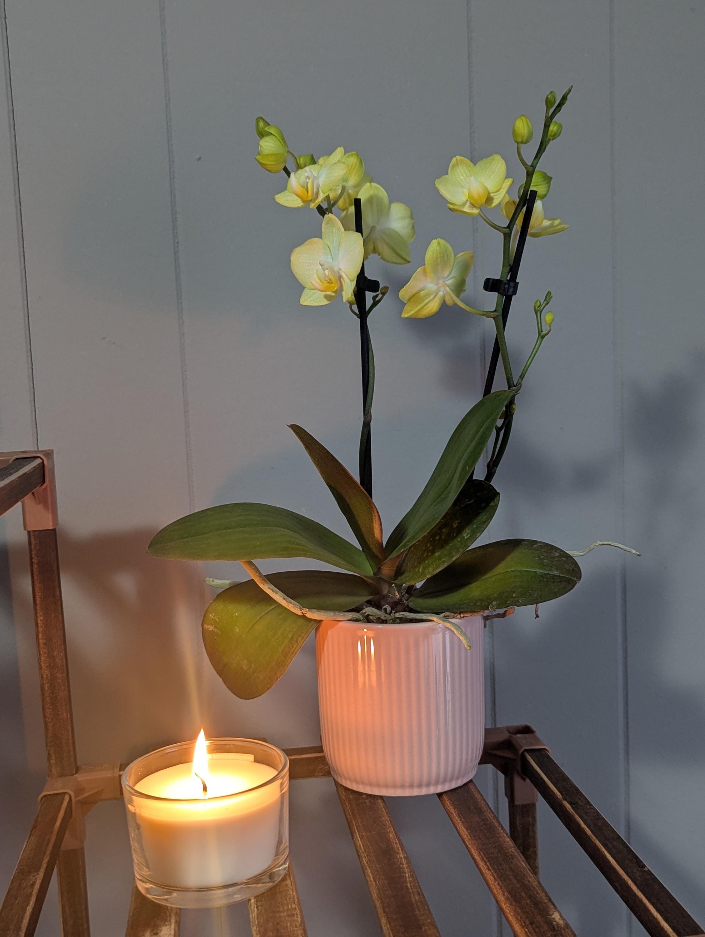 ハニーサックル ジンジャー スパーク キャンドル | 高級ハンドメイド