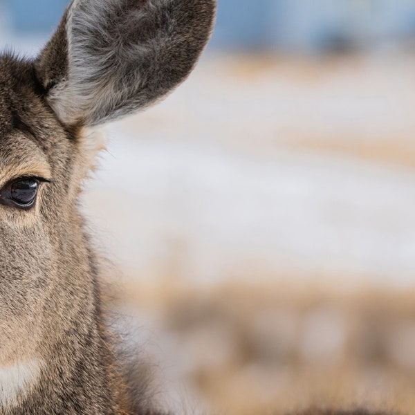 Mule Deer Wall Art | Mule Deer Close Up | Deer Photo | Deer Photograph | Deer Lover | Wildlife | Wyoming Wildlife |  Wildlife Photography