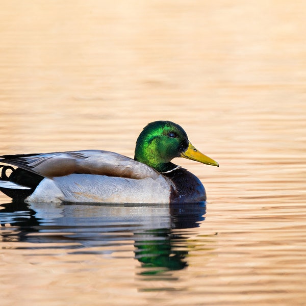 Swimming Duck Art - Etsy